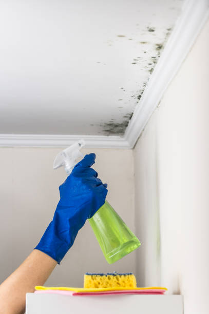 Best Black Mold Removal  in Springtown, TX